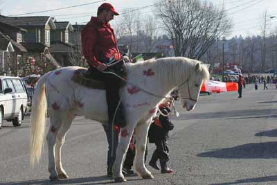 A decorated Canadian Horse Awaits the Olympic Torch